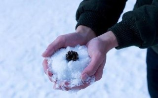 掌心可化雪