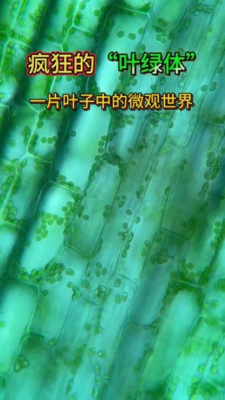 叶绿体是植物细胞特有的细胞器吗？