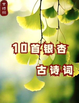 「新诗采撷」唐硕｜银杏组诗（外六首）