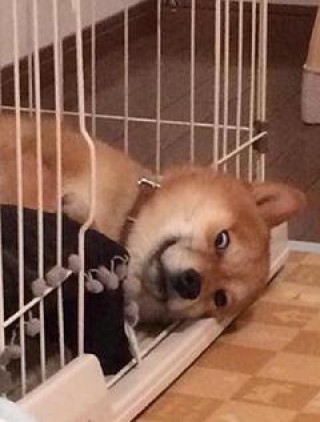 搞倒了
