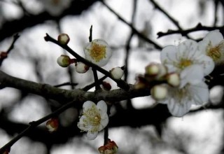 素色流年