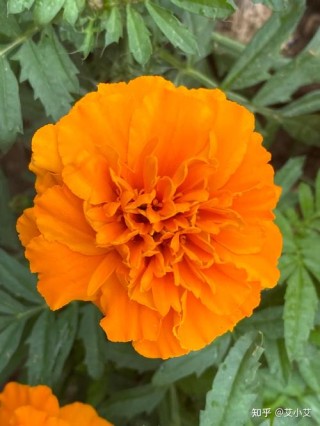 那些花儿