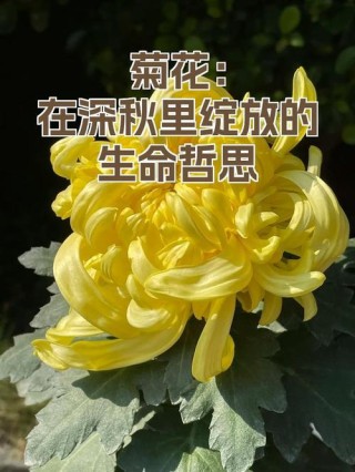 菊花开，悠然浅笑度流年