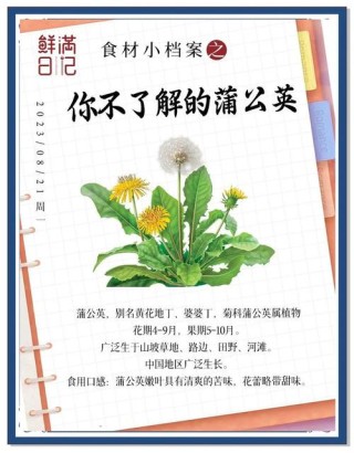 关于描写蒲公英的优美句子