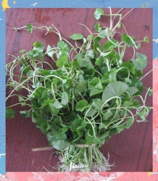 野菜天成，其味可佳；人若天成，其质纯真