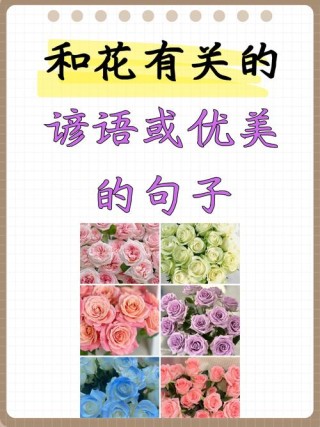 写“花”的优美句子，值得拥有，可以早读背诵