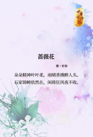 古诗词的芳华——含苞欲放已倾心，一展芳华更摄魂……