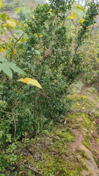 山里的树