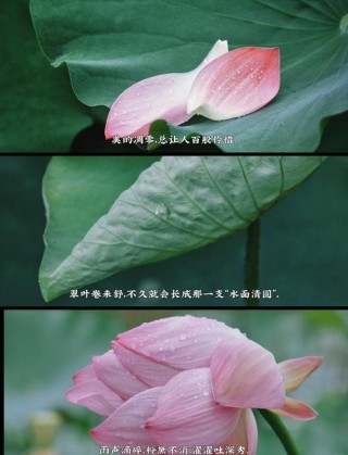 雨荷，惊艳了时光，是夏天最美的邂逅！