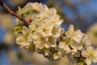 元稹樱桃花丽诗两首：樱桃花，一枝两枝千万朵，花砖曾立摘花人