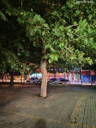 初夏的夜晚