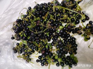 乐不思蜀（打中药名一）