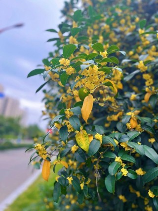 深秋至，满城桂花香