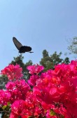 花开是美，花落是醉