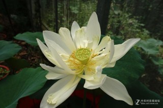 古莲子：世界上最长寿的植物 古莲子为什么会沉睡千年？
