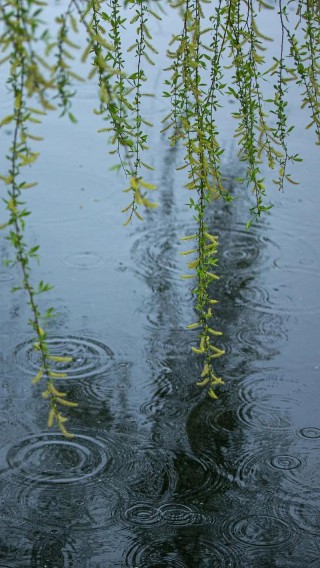 春雨飘散着伤情