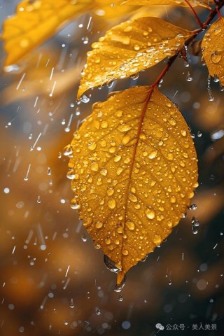 秋雨随感