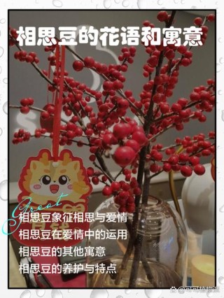 相思血泪与相思豆