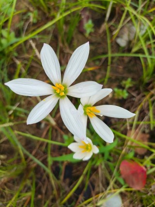 最后一秒的芬芳