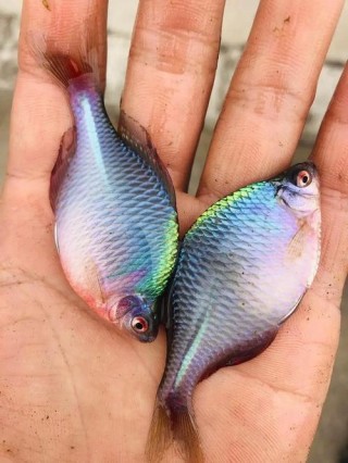 鳑鲏鱼