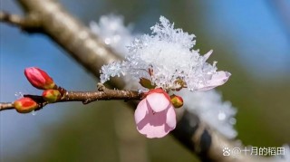 初冬，掌心化雪绽放“温暖”
