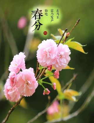 春分插花：轻风细雨，惜花天气，相次过春分