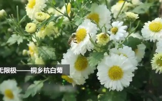 无限极：杭白菊之美，坚守品质的初心 | 无限极近况