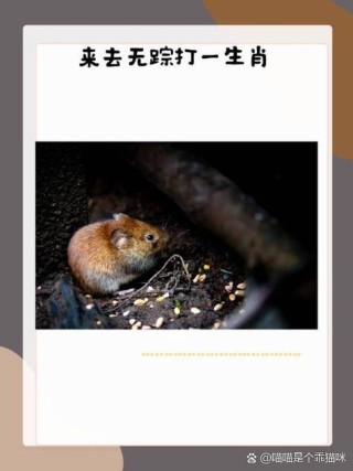 同来留个影 （打一字）