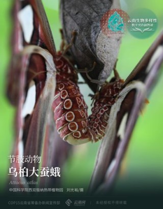 「云南生物多样性数字化百科图谱」节肢动物·乌桕大蚕蛾：“隐忍与凶悍”——雨林皇蛾的生存智慧