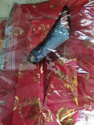 厚缎斯从