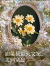 汇总关于油菜花的一百条朋友圈优美伤感句子文案，