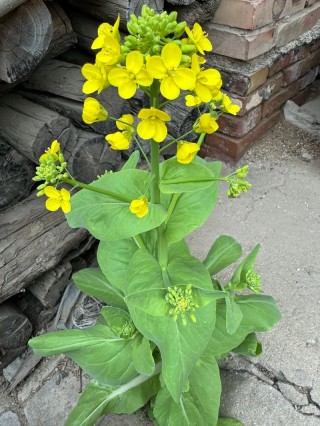 墙角的一株花