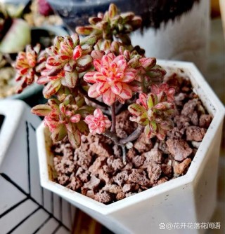 花忆锦年