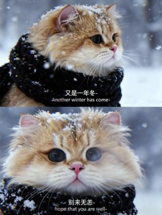 又是一年冬季