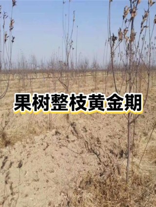 果树管理经典语录，太实用了，一目了然！