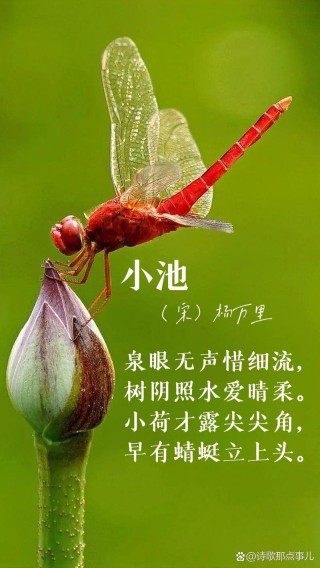「诗词鉴赏」美丽的蜻蜓，一起在诗词里吧