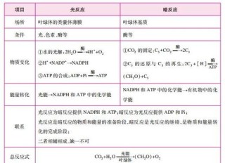 光合作用——大自然中最普通常见的化学反应