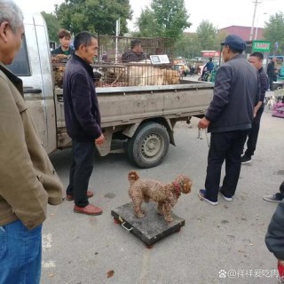 卖狗肉的在朋友圈公然发杀狗、宰猫视频！究竟是谁给他的胆子？