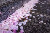 初春，飘落一地忧伤