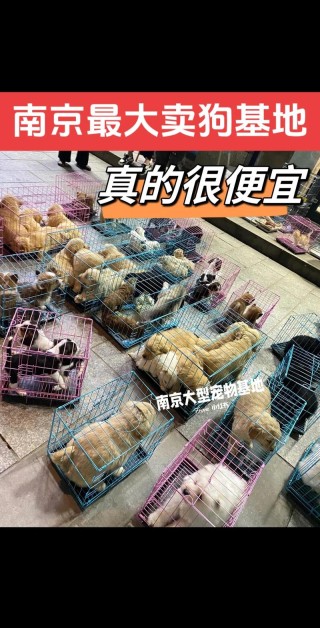 南京狗狗可以坐地铁吗(把宠物狗放在航空箱中可以带上南京地铁吗狗很乖一点都都不会叫)