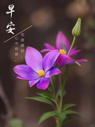 蓝天白云鲜花，唯美励志心情短句精选