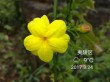 人一逄春便高兴 （打一字）