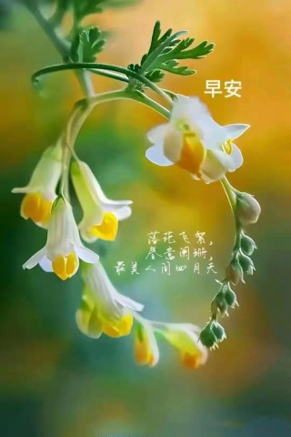 朋友圈早安一句话：满怀喜悦迎接新的一天，让生活充满阳光