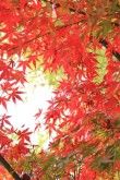 思念，在枫叶红的季节
