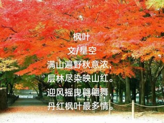 原创｜枫叶秋水伊人，挚情岁月