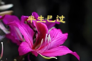 人生，总在慢慢经历，慢慢懂得