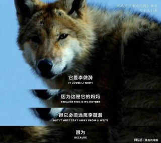 草原狼、林肯、越狱者斯科菲尔德共同的成功品质?励志文章