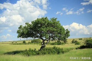 绿岛：荒原之上，与一棵树对视｜李虹选诗
