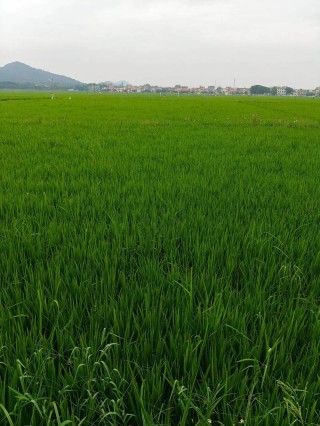 禾苗青青，夏日清新
