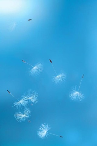 蒲公英，“秋风飞絮上云天”